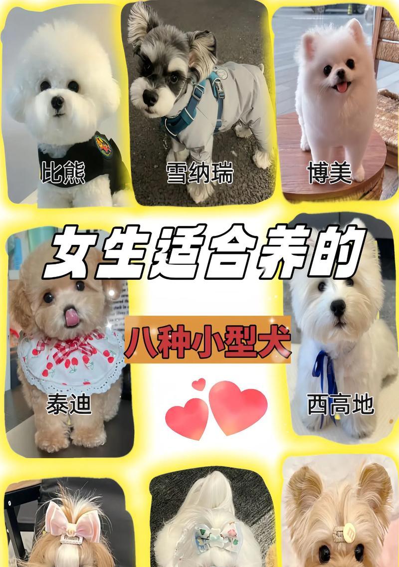 以家里养狗，养什么品种最适合？（选择合适的狗狗品种成为你的家庭伙伴）