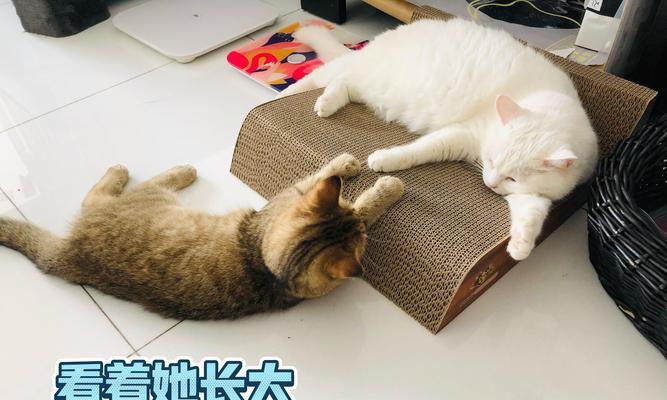 为什么猫喜欢舔主人头？（探究猫咪舔主人头行为的原因及其意义）
