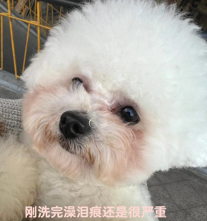 为什么狗狗老流眼泪？（探索狗狗流眼泪的原因和解决办法）