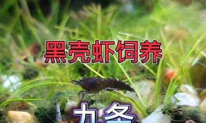 养殖黑壳虾的设备需求及管理要点（打造高效黑壳虾养殖场所的关键设备和技术要点）