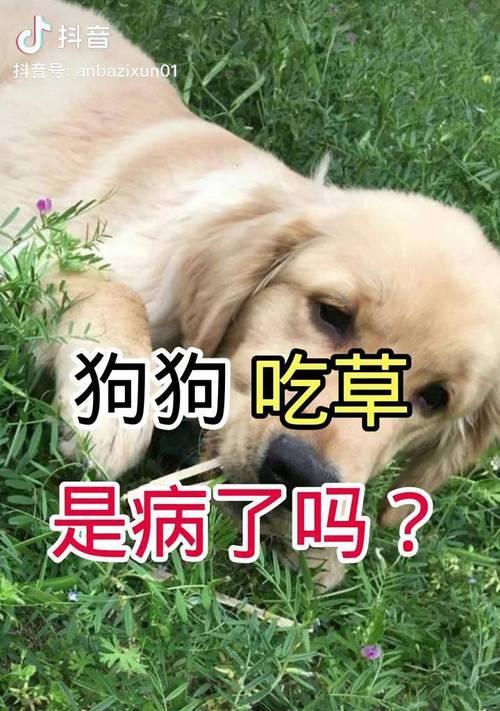 狗狗为什么突然猛吃草？（探究狗狗吃草的原因及对它们的影响）