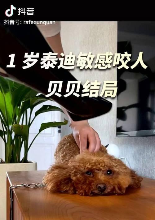 泰迪为什么会咬人手指？（探究泰迪犬咬人行为的原因和解决方法）