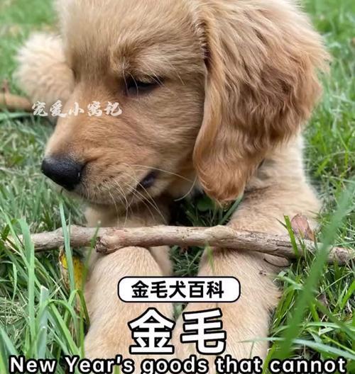 养一岁金毛需注意的要点（宠物金毛饲养指南，让您的狗狗健康快乐成长）