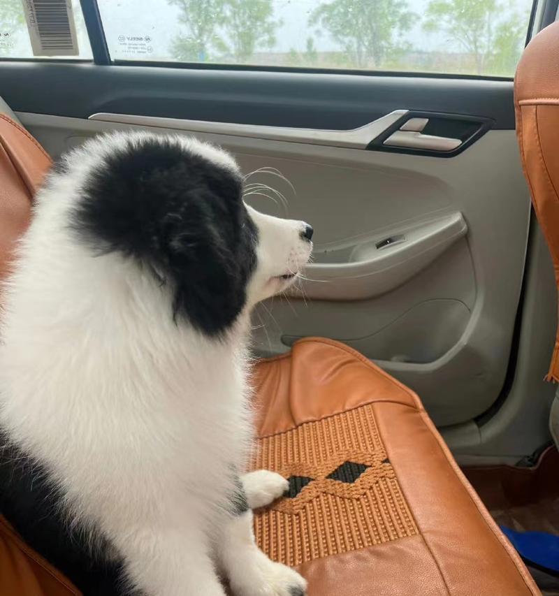 宠物狗在空调房的注意事项（为你的爱犬提供舒适的环境，关注这些细节）