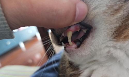 猫咪乳牙（了解猫咪乳牙与恒牙发育，帮助宠物健康成长）