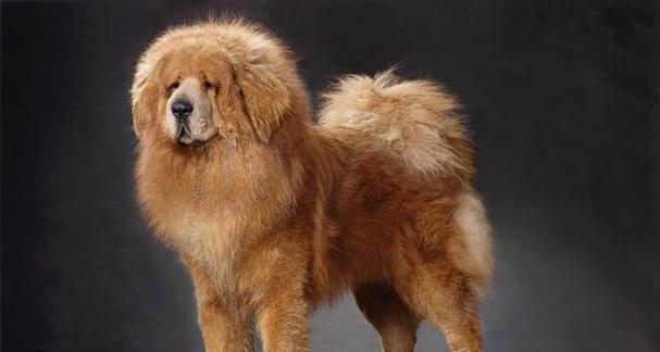 以训导犬治藏獒，保持和谐共处（培养犬类社交能力，解决藏獒问题）