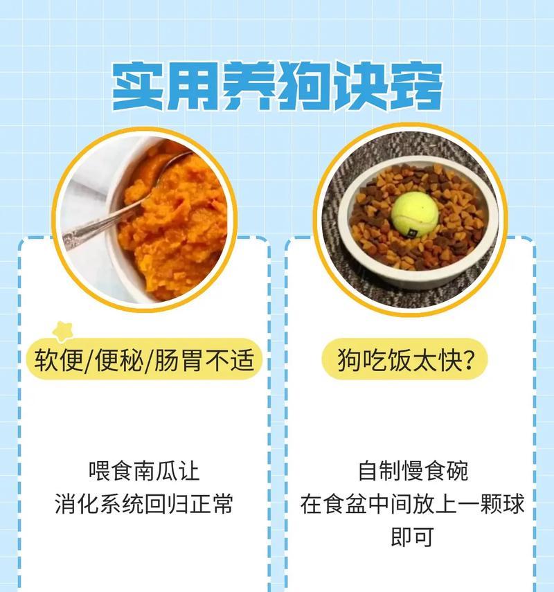犬口臭的原因及解决方法（深入了解犬口臭，让你的爱犬拥有清新口气）