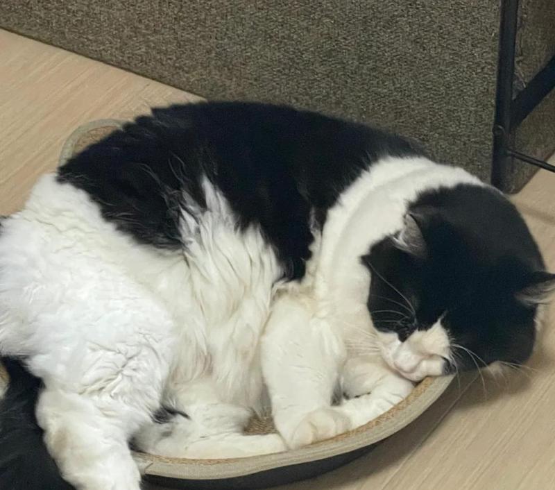 猫咪与植物（如何让你的宠物远离有毒植物）