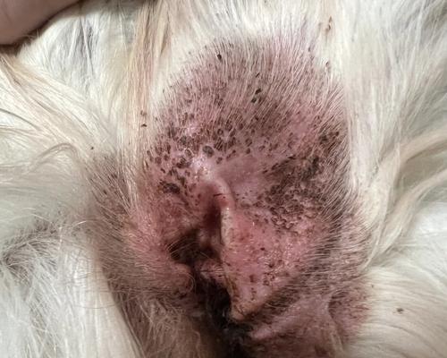 常见易感狗狗长螨虫的犬种（探究导致狗狗易长螨虫的因素及预防方法）