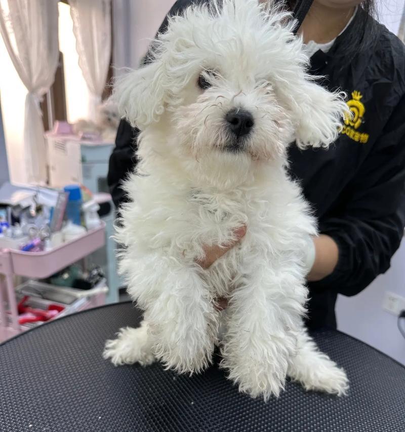 狗狗剃胎毛，适宜季节是什么？（选择最佳时间为狗狗剃胎毛的重要性与方法）