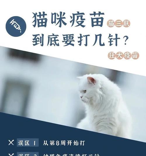 幼猫养护之必打的疫苗（宠物猫的疫苗注射流程及重要性）