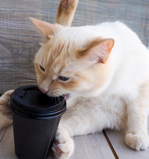哪种猫咪最粘人？（探寻最亲人的猫咪品种）