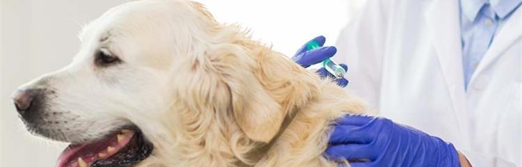 为你的幼犬提供全面疫苗保护（了解幼犬应该接种的主要疫苗以确保其健康）