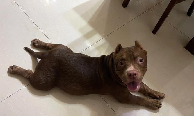 探寻恶霸犬口袋体的奥秘（剖析恶霸犬口袋体的意义及特征）
