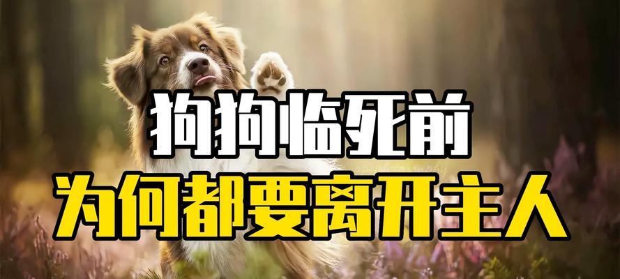狗生病死前的征兆（了解狗生病临终征兆，提早照顾它的健康）
