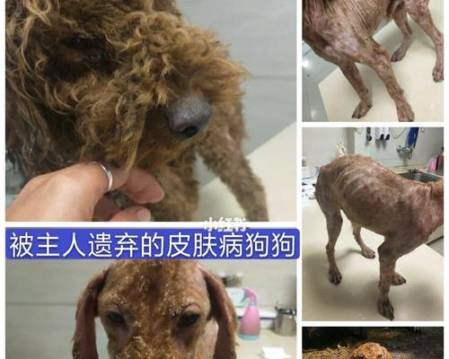 狗狗接种疫苗后的常见反应及应对方法（保护狗狗健康，了解接种疫苗后的注意事项）