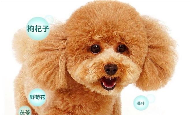 泰迪宝宝一个月后的饮食选择（宝宝成长阶段所需营养全面分析）