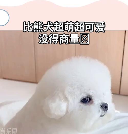 比熊幼犬的疫苗接种指南（保护您的宠物，正确接种比熊幼犬所需的疫苗）