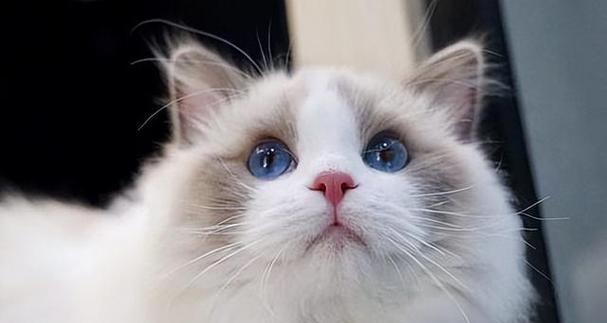 探索最迷人的猫咪品种（发现你的猫界宠儿——令人惊艳的猫咪品种汇总）