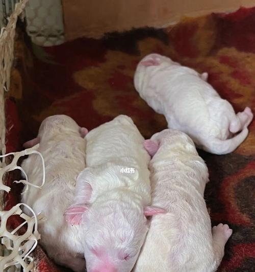 刚满月的比熊幼犬饮食指南（营养均衡、科学合理的饮食是幼犬健康成长的关键）