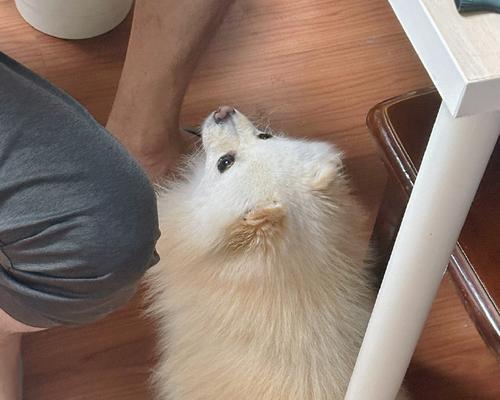 博美犬（探索博美犬对人类的依赖与喜好）