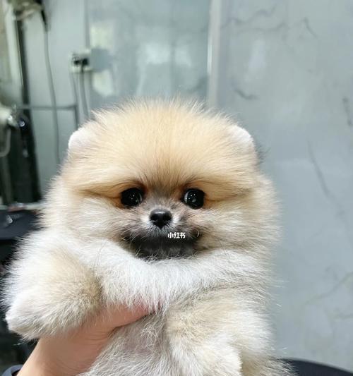 博美脚掌（一场绚丽多彩的色彩盛宴）