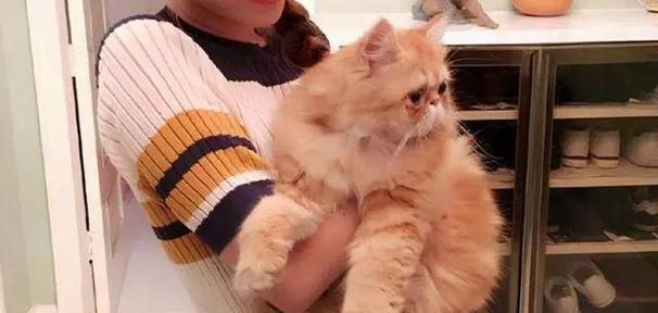 猫咪为什么如此粘人？（探究猫咪与人类亲密关系的原因）