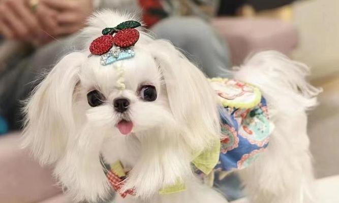 以马尔济斯犬的饮食习惯剖析（了解以马尔济斯犬喜欢吃什么，让它们健康快乐成长）