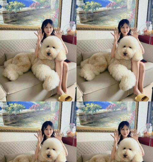 探讨巨贵宾犬的最佳毛色选择（挑选适合巨贵宾犬的理想外观与色彩）