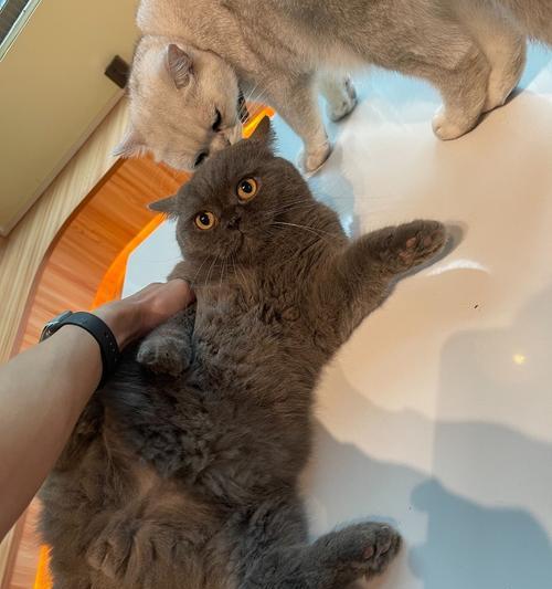 猫赛（揭开猫赛之谜，发现无尽的乐趣与互动）