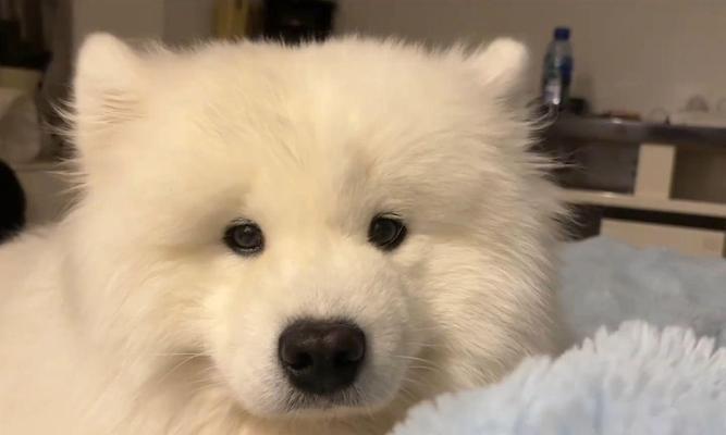 萨摩睡觉为何喜欢换地方？（探究萨摩犬特殊的睡觉习惯）