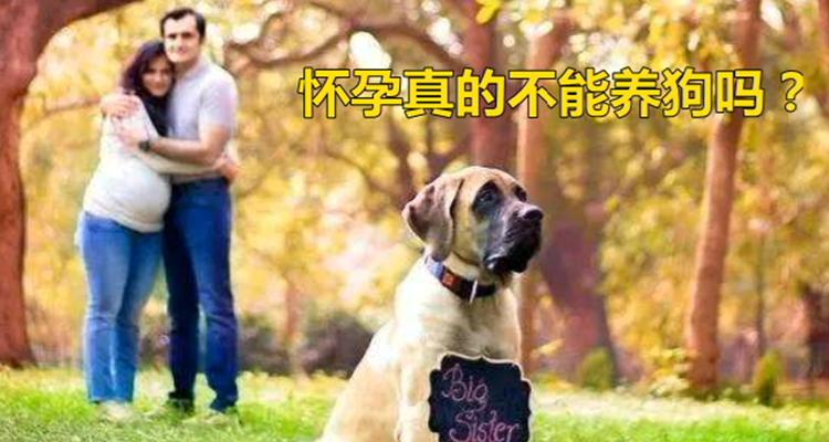 狗怀孕的注意事项（为你的毛茸宝贝健康着想）