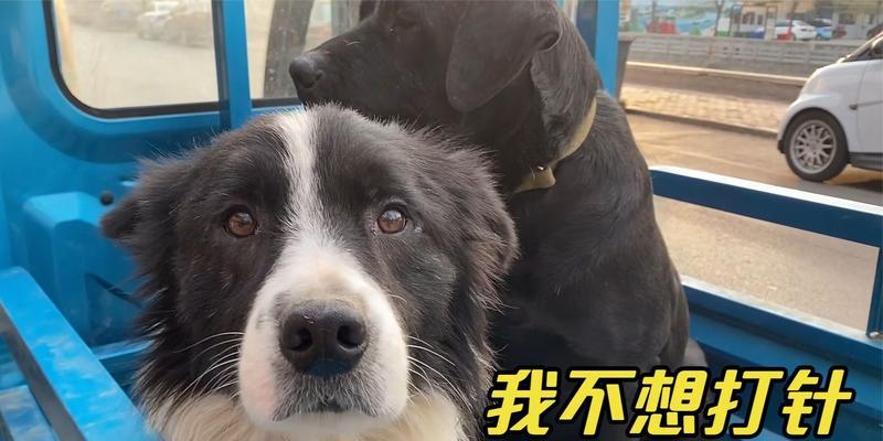 狗狗疫苗失败的常见反应及应对措施（了解、预防和应对狗狗疫苗失败的关键问题）
