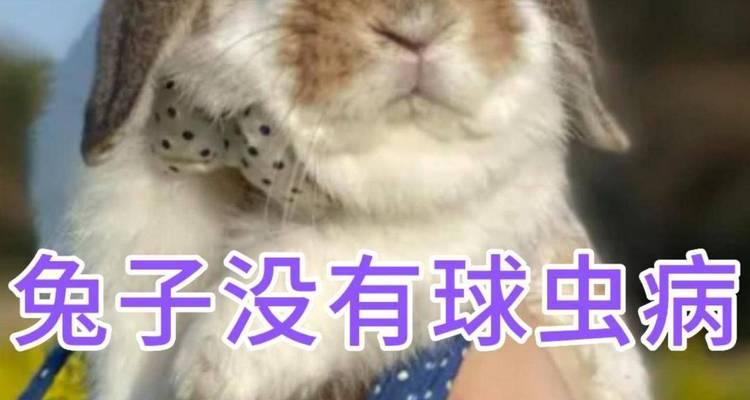 兔子得了球虫病，怎么办？（预防和治疗兔子球虫病的有效方法）