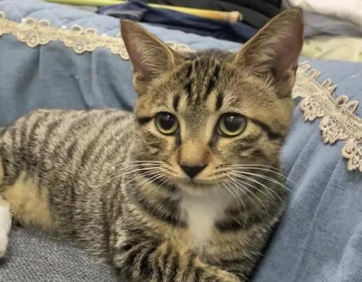 解密猫咪粘人的原因（揭秘猫咪为什么总是黏在人身边）