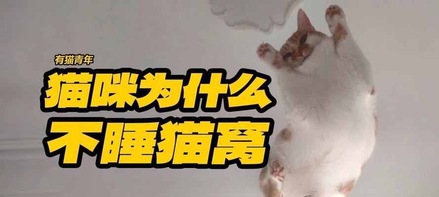猫为什么喜欢在地上睡？（揭秘猫咪睡觉偏好的原因与好处）