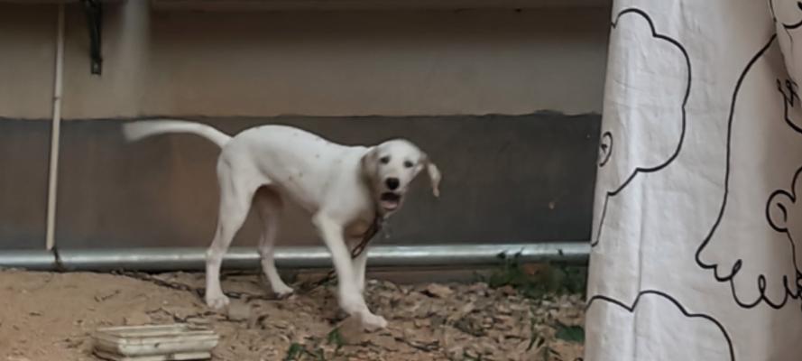 寻找适合女孩的短毛狗伴侣（选择一只性格温顺的小型犬）