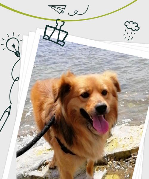 狗生崽前的症状——提前了解母犬的变化（探索狗狗怀孕前的特征，为你的爱宠提供最佳照顾）