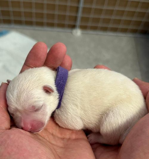 以银狐犬的饲养与注意事项（了解银狐犬的特点及其饲养要点）