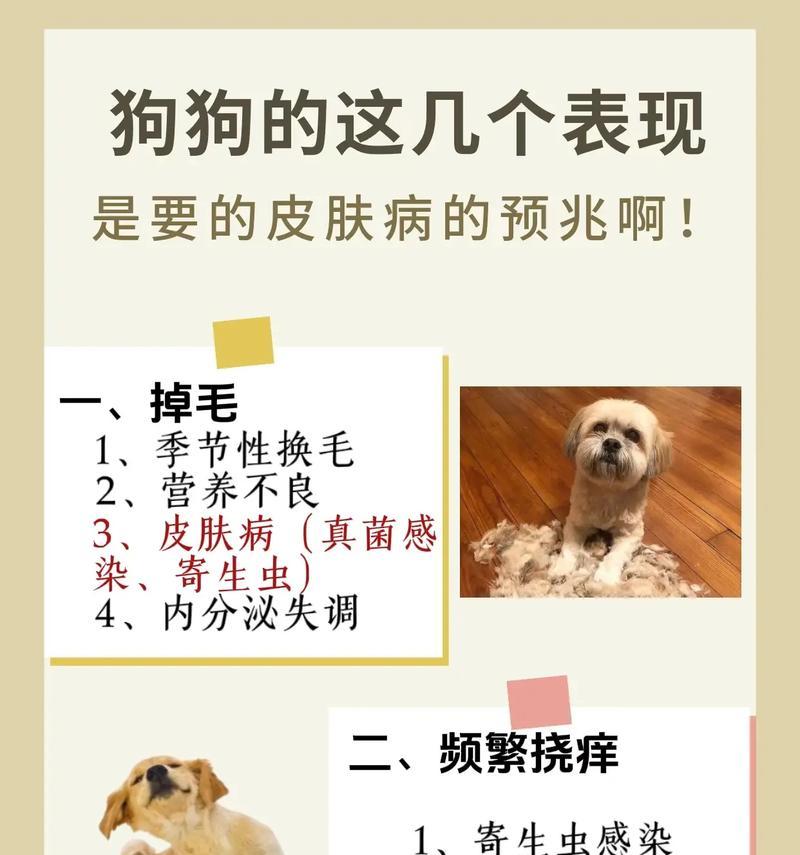 狗狗皮肤病传染给人的症状及防治措施（了解狗狗皮肤病传染给人的常见症状，保护您和宠物的健康）