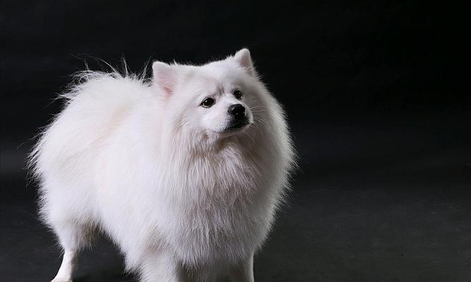 狐狸需要接种哪些疫苗？（保护您的宠物狐狸免受疾病的侵袭）