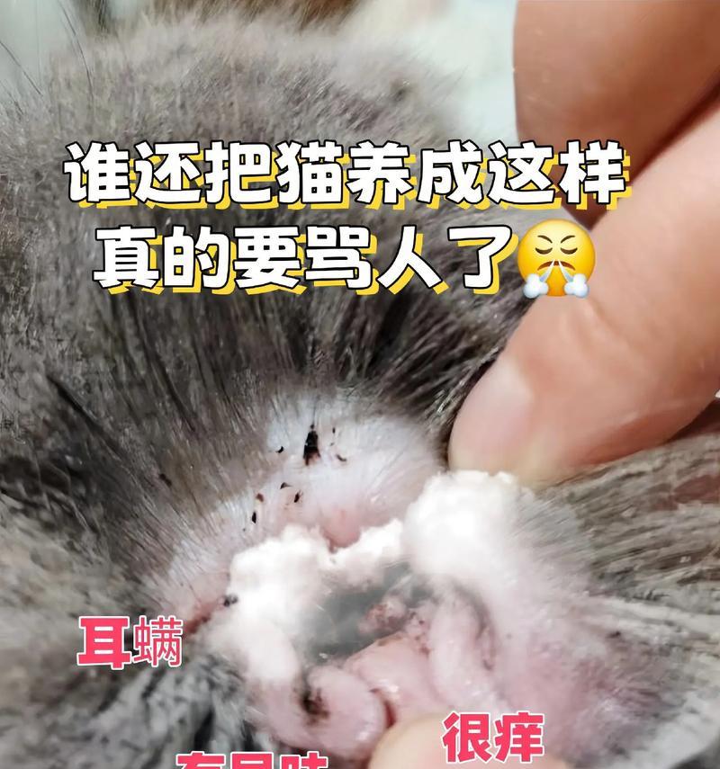 探究猫得耳螨的原因及预防方法（揭秘猫咪耳螨病，为爱宠保驾护航）
