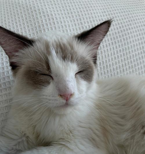 小猫为什么会出现拉肚子和流鼻涕的问题？（探究小猫拉肚子和流鼻涕的病因和治疗方法）