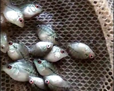 以罗汉配鲤鱼为主的园林池塘养鱼技巧（解读罗汉鱼与鲤鱼的黄金组合，打造美丽与和谐的水景生态）