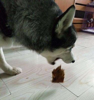 狗狗吃了什么变哑了？（揭秘狗狗发声失常的原因及应对方法）