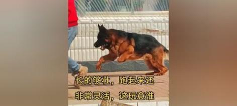 以锤系和赛系配生适合哪些狗？（研究发现不同品种的狗在以锤系和赛系配生方面的适应性差异）