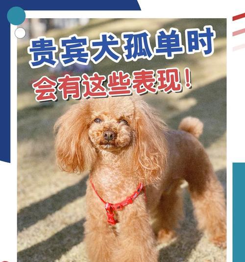 冷着了的泰迪犬该喝什么药？（保护泰迪犬健康的药物选择与使用方法）