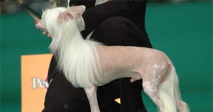 选择合适的配对犬种，让你的冠毛犬更加出色（寻找冠毛犬的完美伴侣，了解最佳配对种类）
