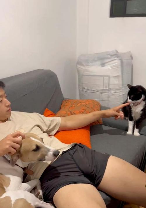 揭秘小狗四肢粗大的奥秘（探索造成小狗四肢粗大的基因和环境因素）