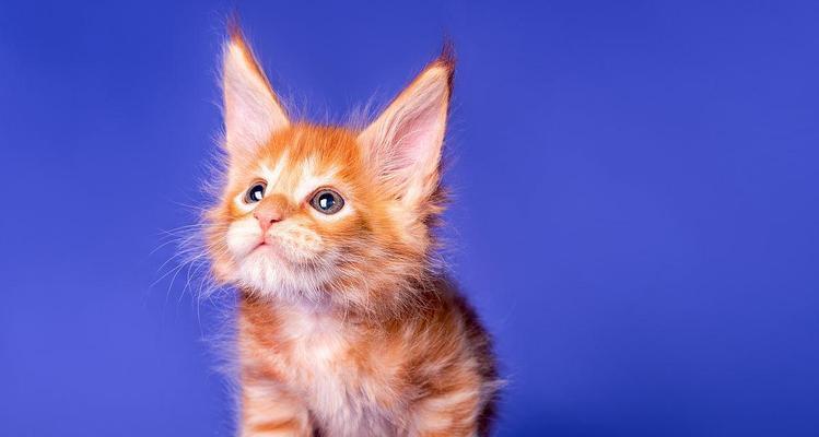 探索以蓝色猫咪为主题的独特品种之美（揭开神秘的蓝色猫咪世界）
